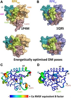 Riboflavin kinase and pyridoxine 5′-phosphate oxidase complex formation envisages transient interactions for FMN cofactor delivery